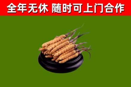青州市回收冬虫夏草